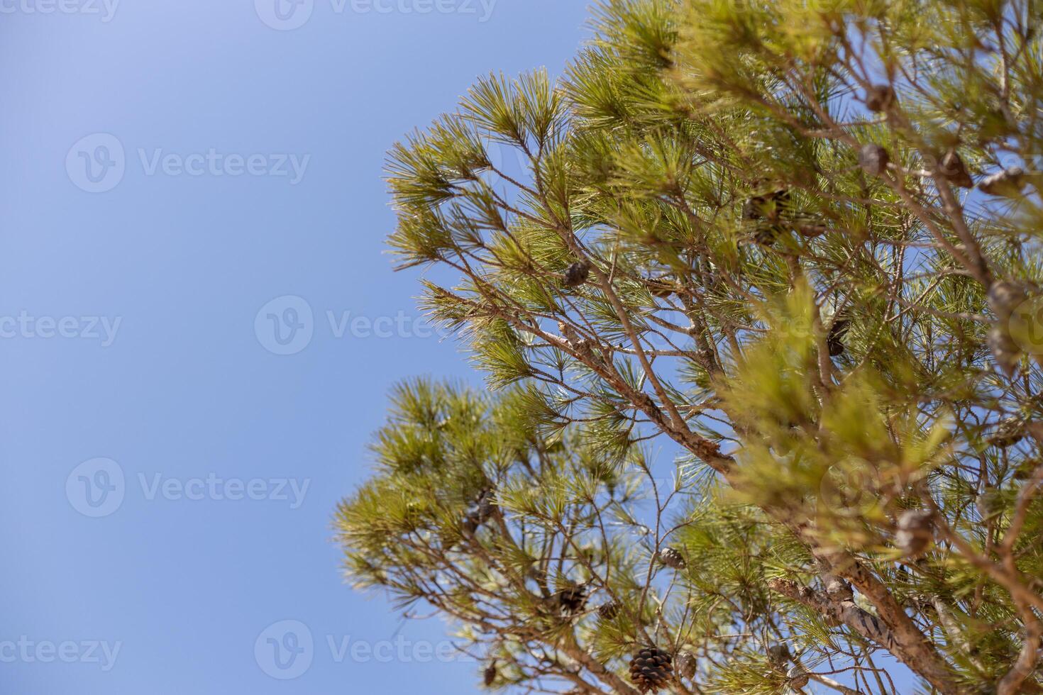 Pine Tree Branches against Clear Blue Sky photo