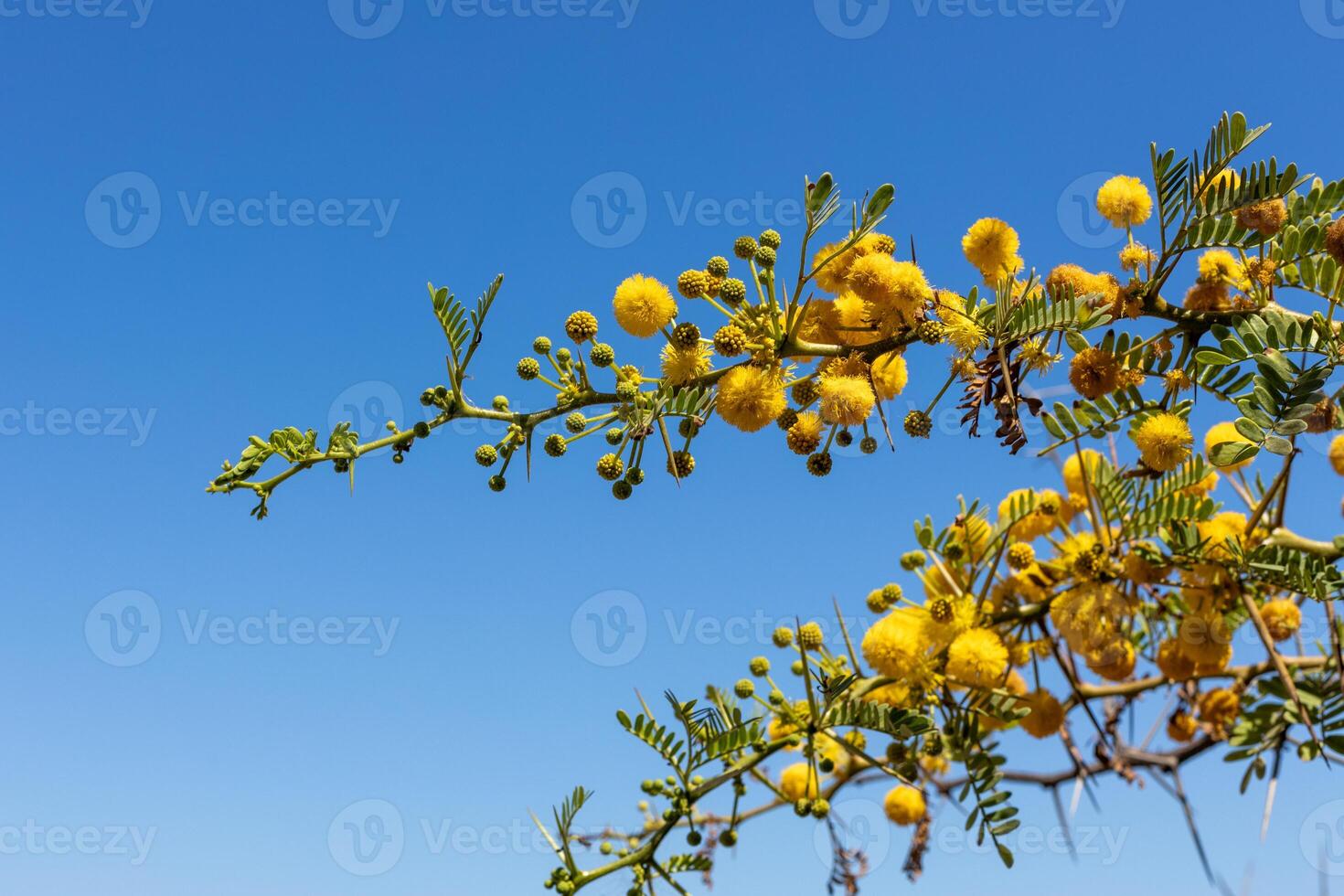 Close-Up of Yellow Acacia Flowers on Thorny Branch photo