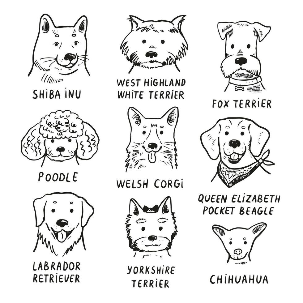 Set of different dog breeds illustration in a flat style. vector