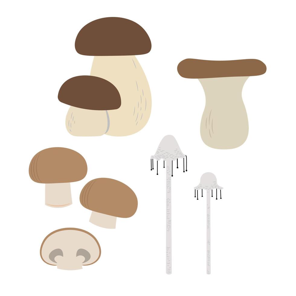 mushroom collection edible, Agaricus bisporus, Boledus edulis, Coprinus comatus, Pleurotus eryngii, vector
