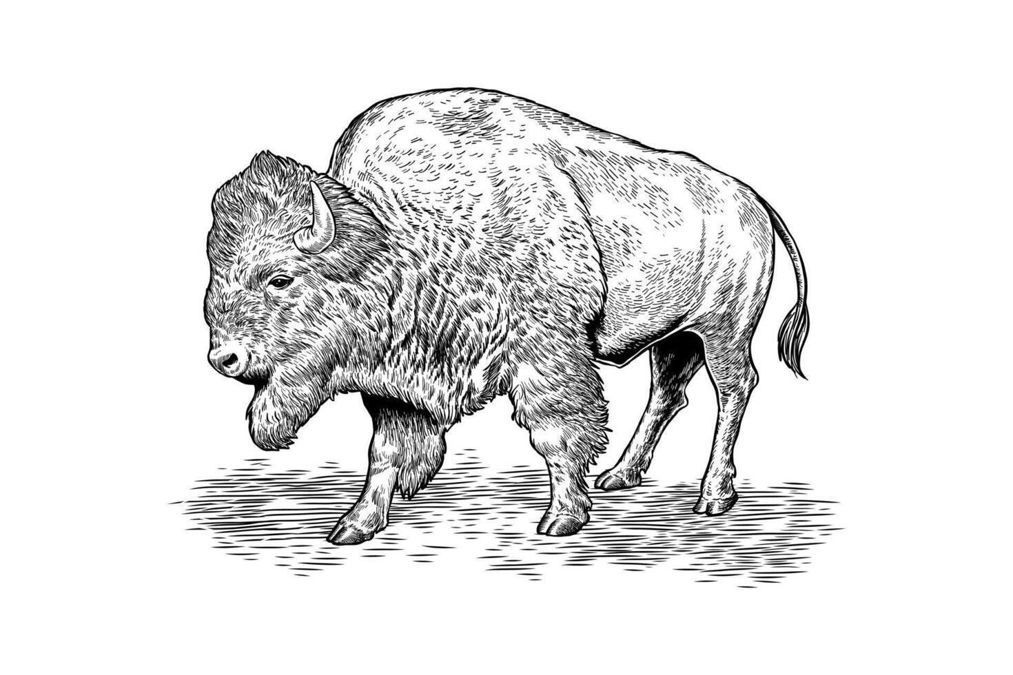 hand drawn bison black and white illustration vector