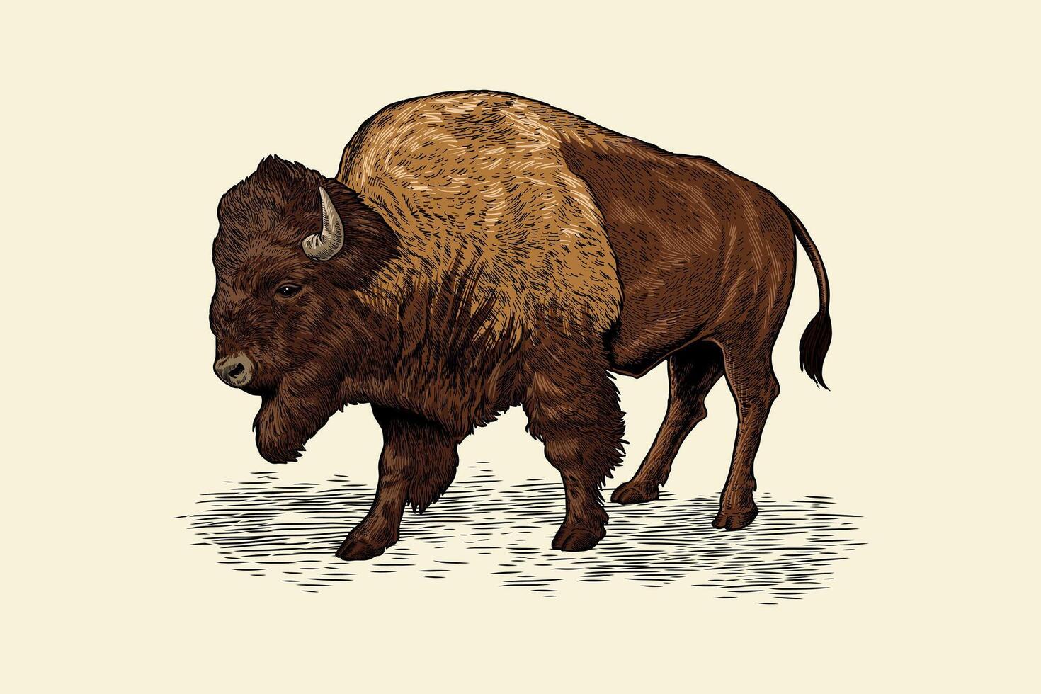 hand drawn bison colored illustration vector