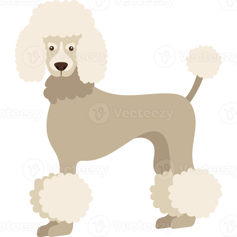 A poodle is standing on a black background png