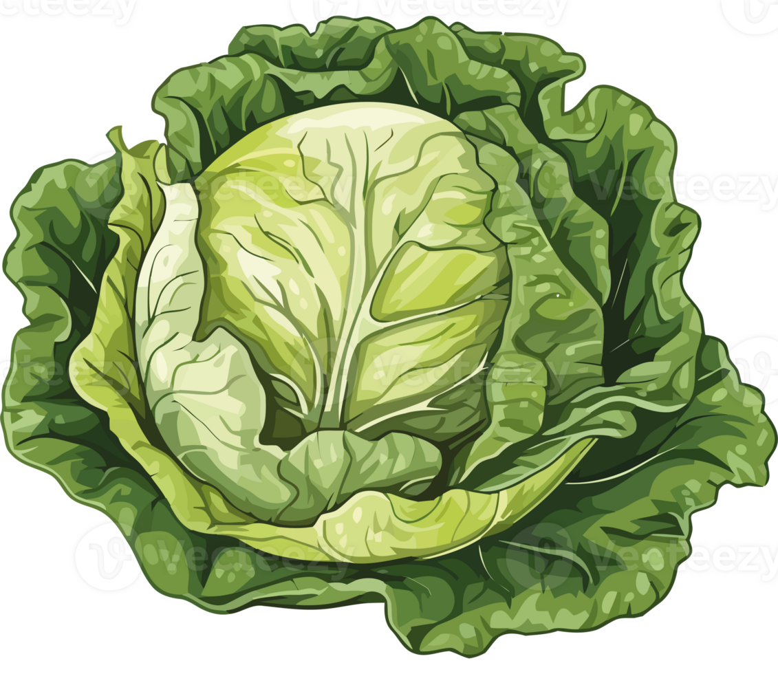 A green cabbage is shown on a black background png