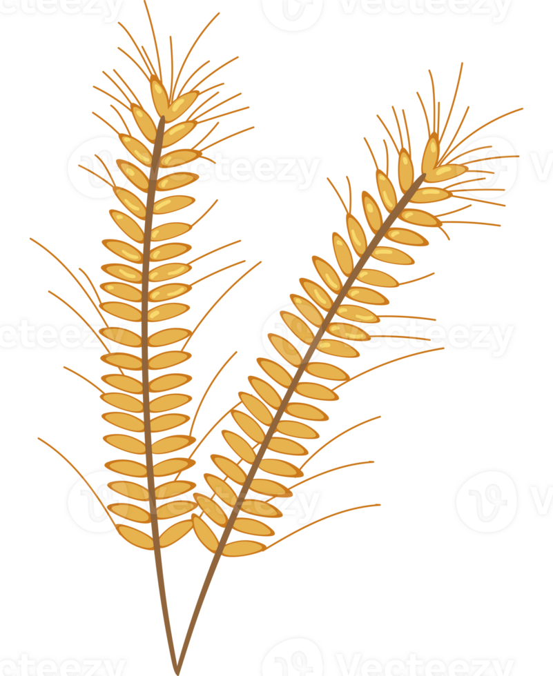 Two ears of wheat on a black background png
