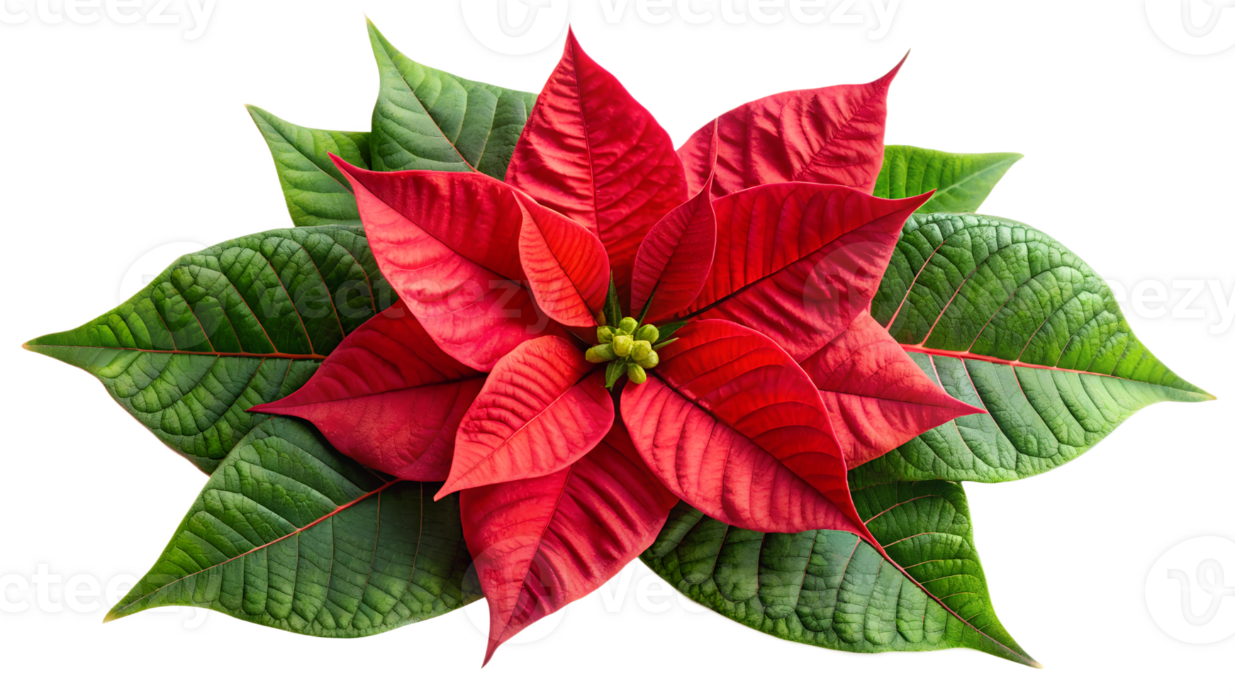 Vibrant poinsettia arrangement with glossy leaves, cut out transparent png