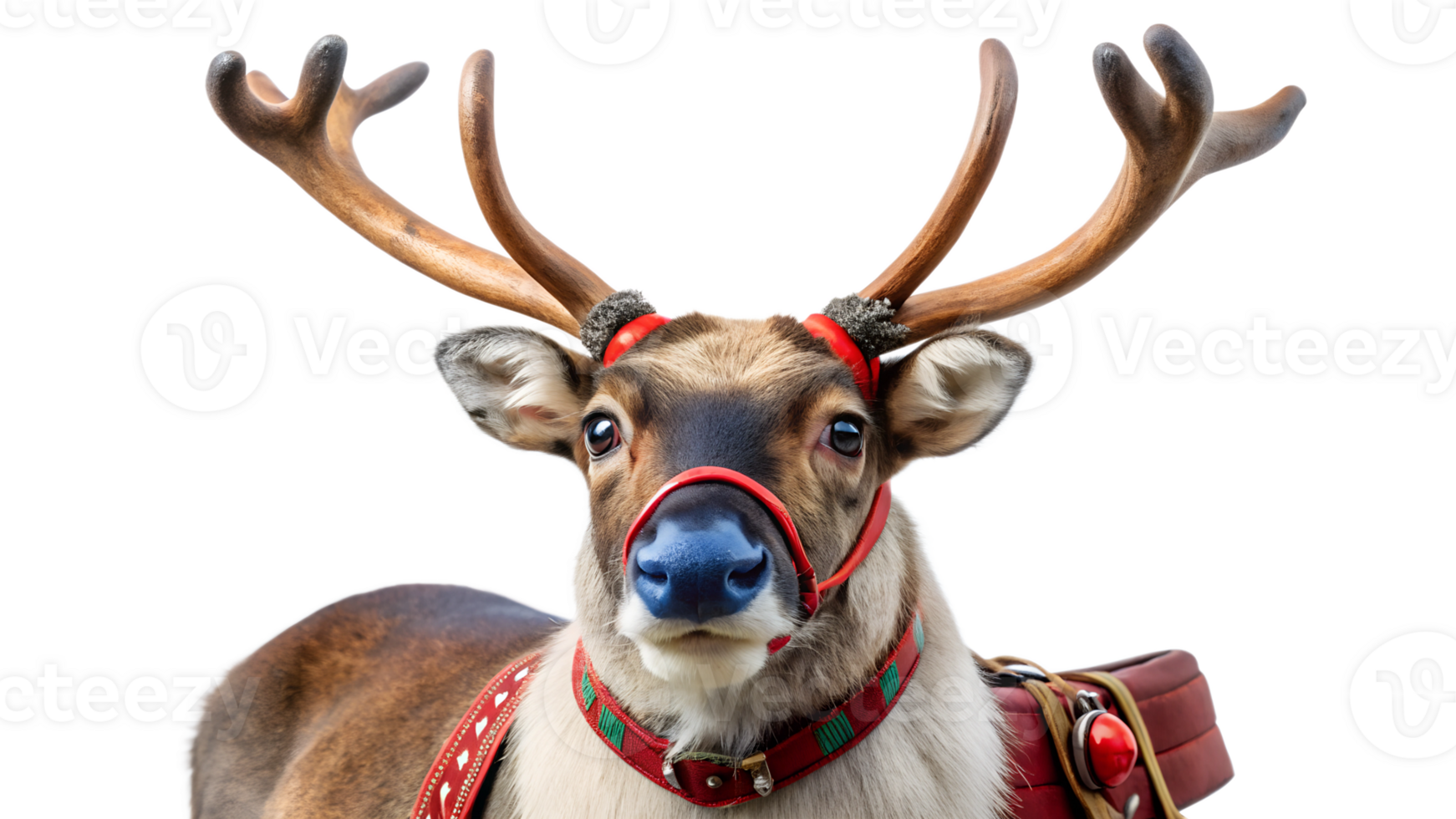 Reindeer ready for festive celebrations in winter, cut out transparent png