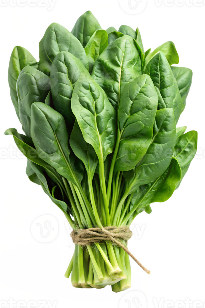 Fresh green spinach bundle tied with twine, cut out transparent png