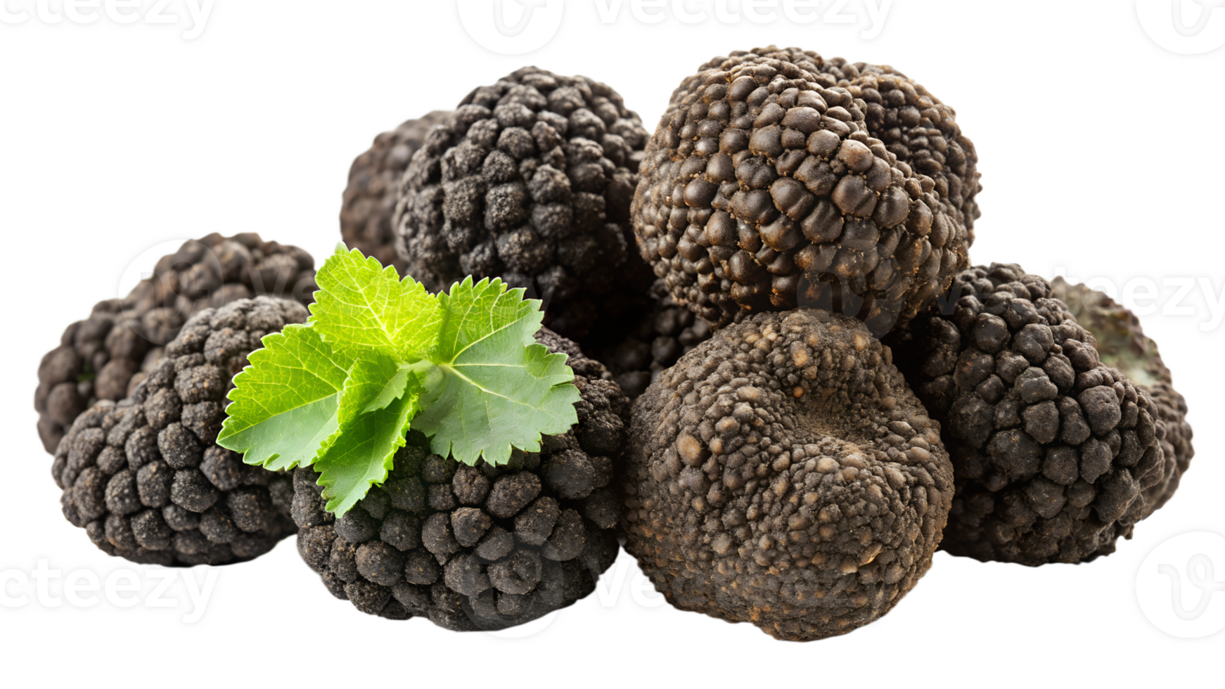 Fresh black truffles with a sprig of green herb, cut out transparent png
