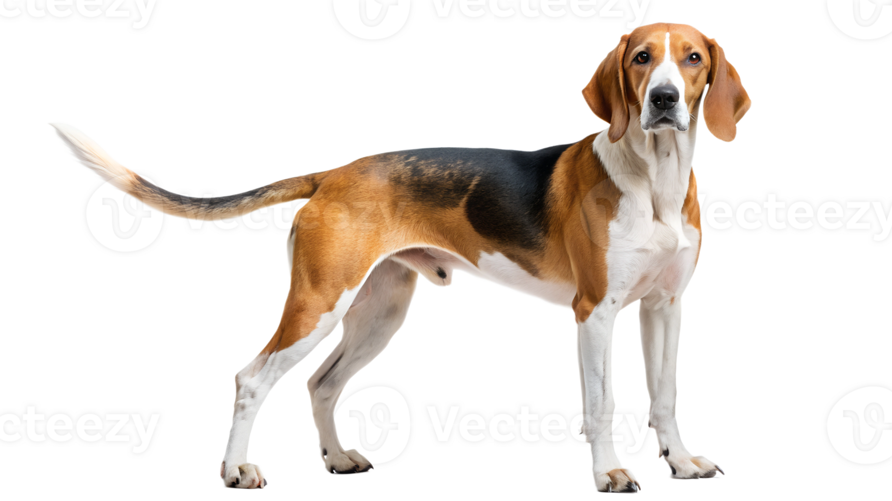 Beagle standing proudly against a white background, cut out transparent png