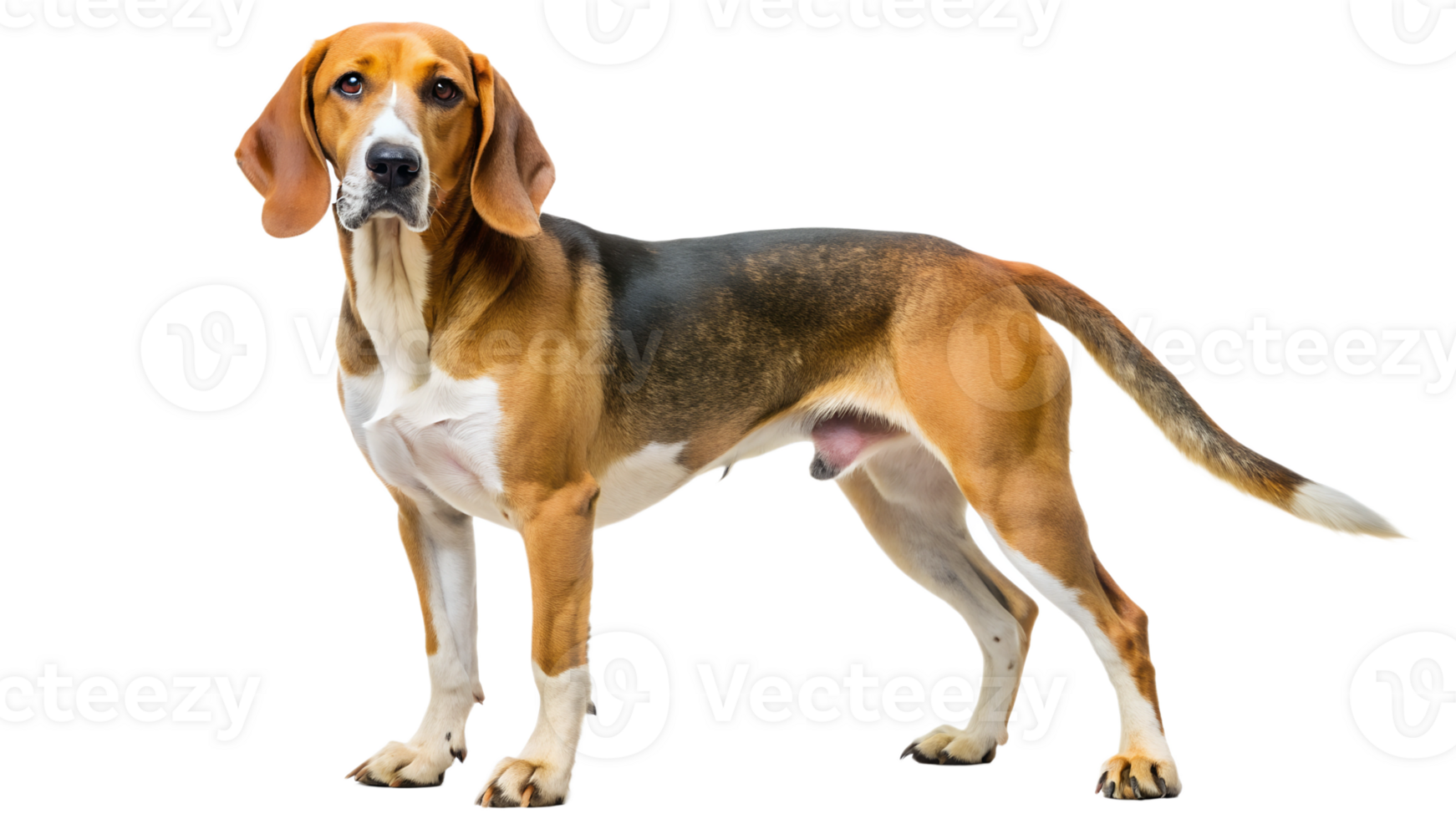 Beagle standing calmly on a white background, cut out transparent png