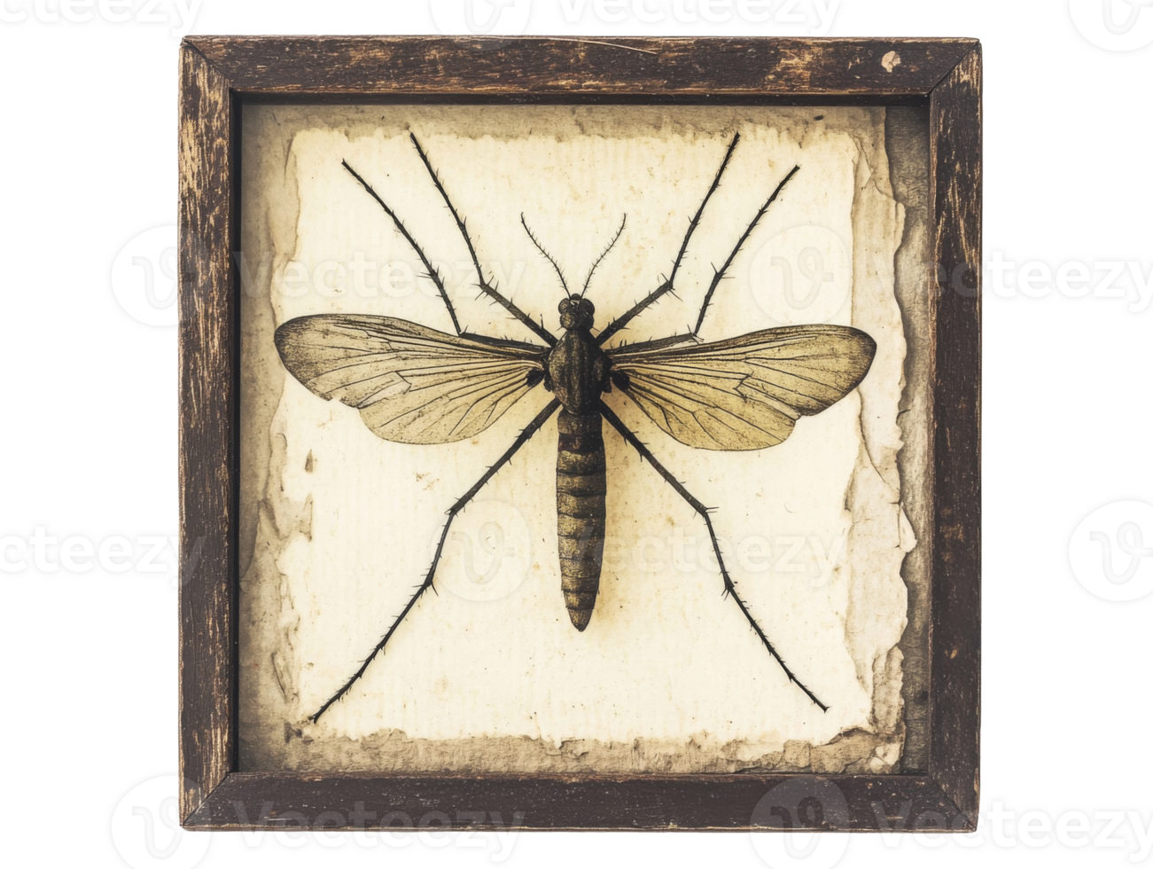 Large insect specimen displayed in an ornate frame, cut out transparent png