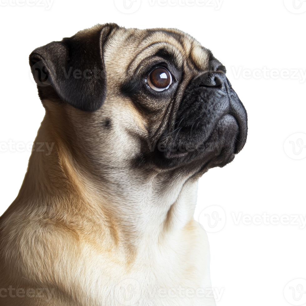 Pug with expressive eyes in a bright setting, cut out transparent png