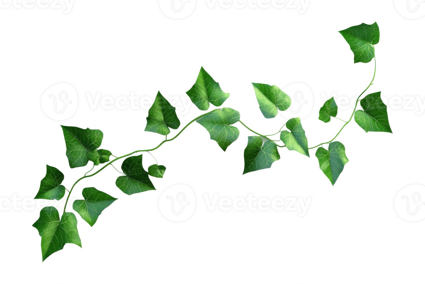 Heart-shaped ivy on white background, cut out transparent png