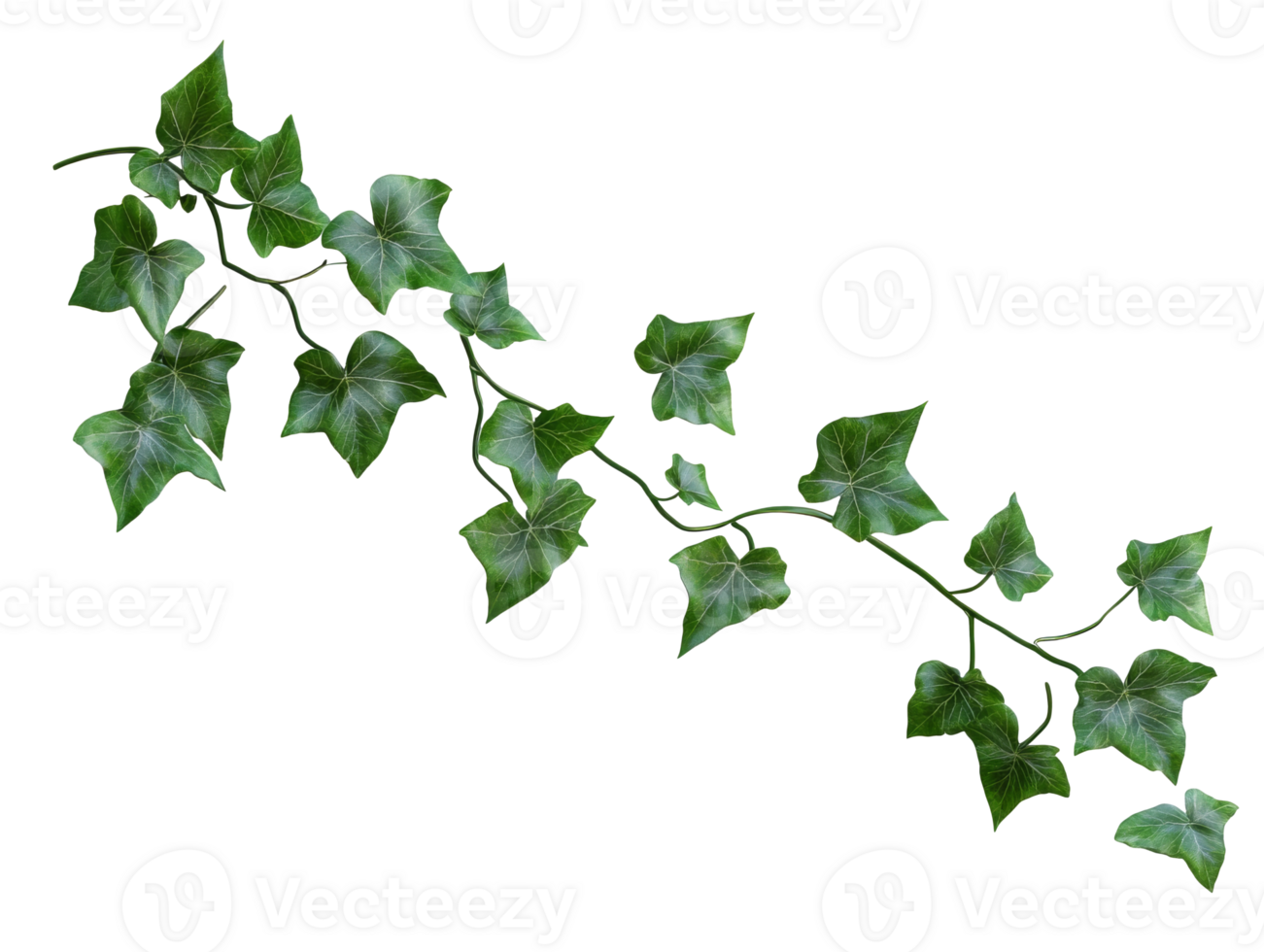 Green ivy vine with lush leaves, white bg, cut out transparent png