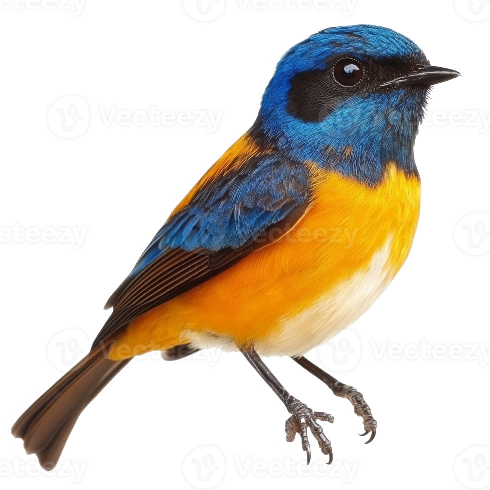 Brightly colored bird perched quietly on a branch, cut out transparent png