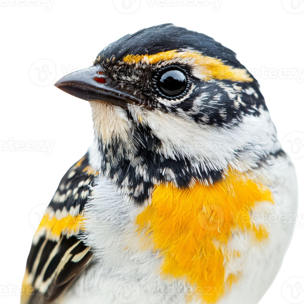 Colorful bird perched against a white background, cut out transparent png