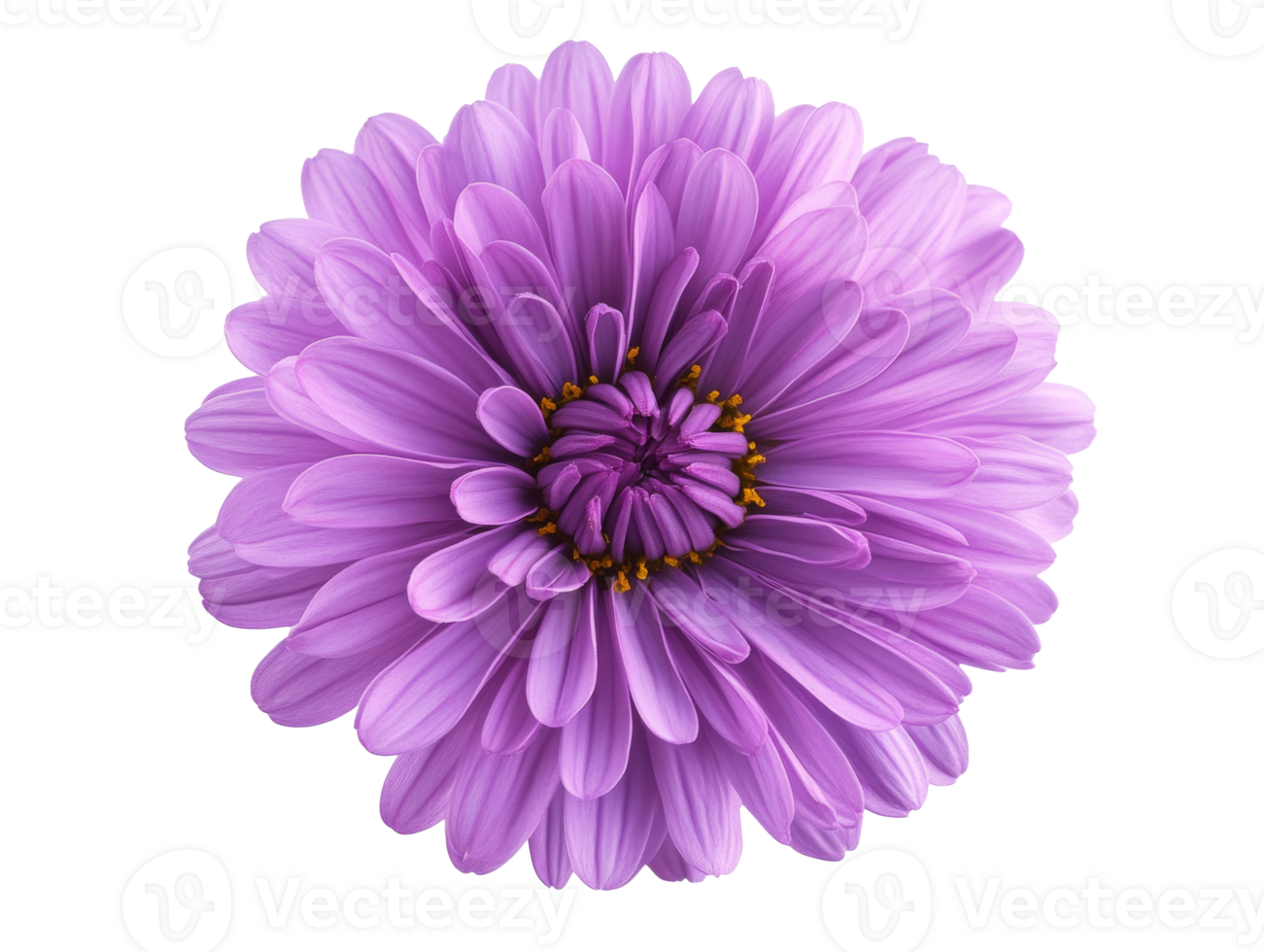 Intricate purple flower petals, cut out transparent png