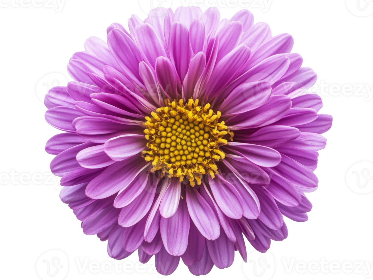 Vibrant purple flower with yellow center in bloom, cut out transparent png