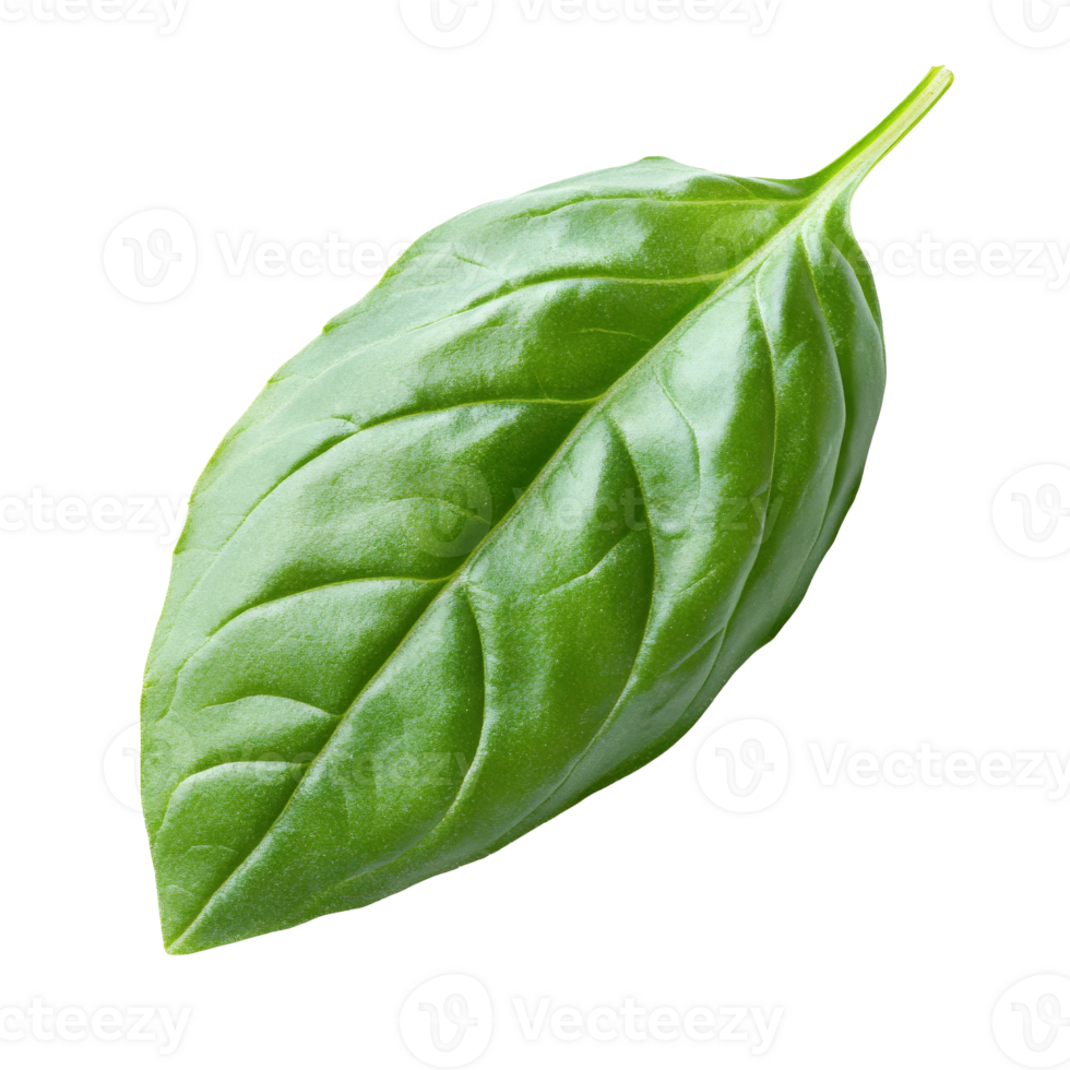 Fresh green basil leaf on white background, cut out transparent png