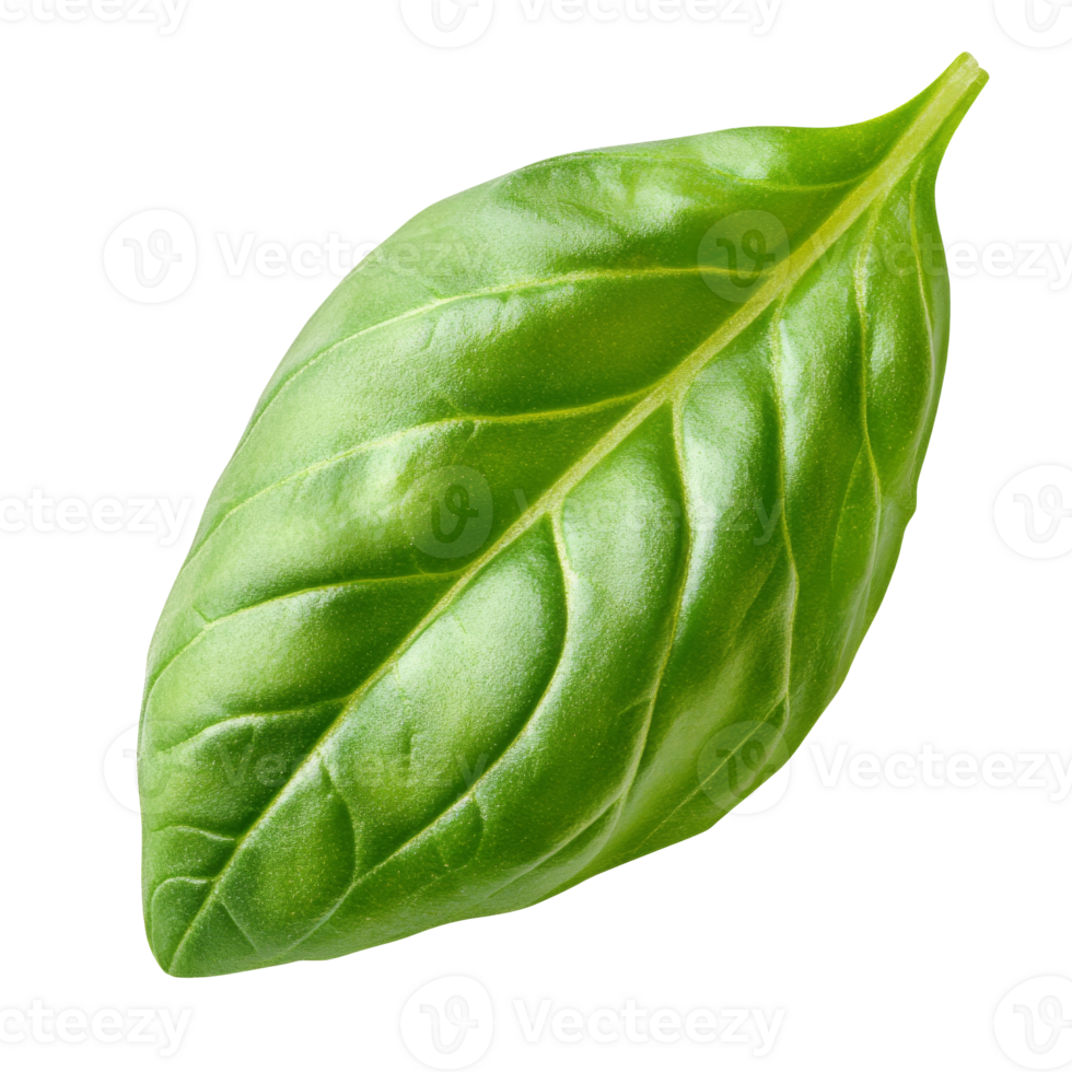 Fresh basil leaf isolated on white background, cut out transparent png