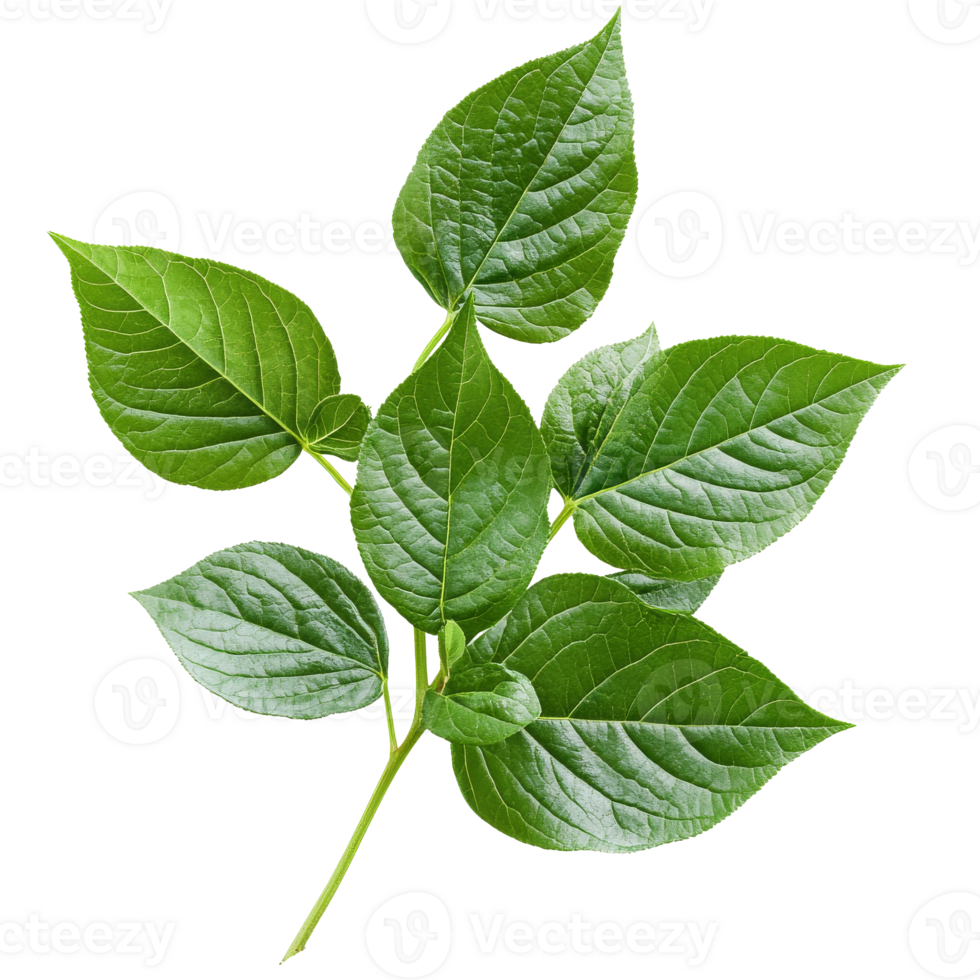 Fresh green betel leaves on a white background, cut out transparent png