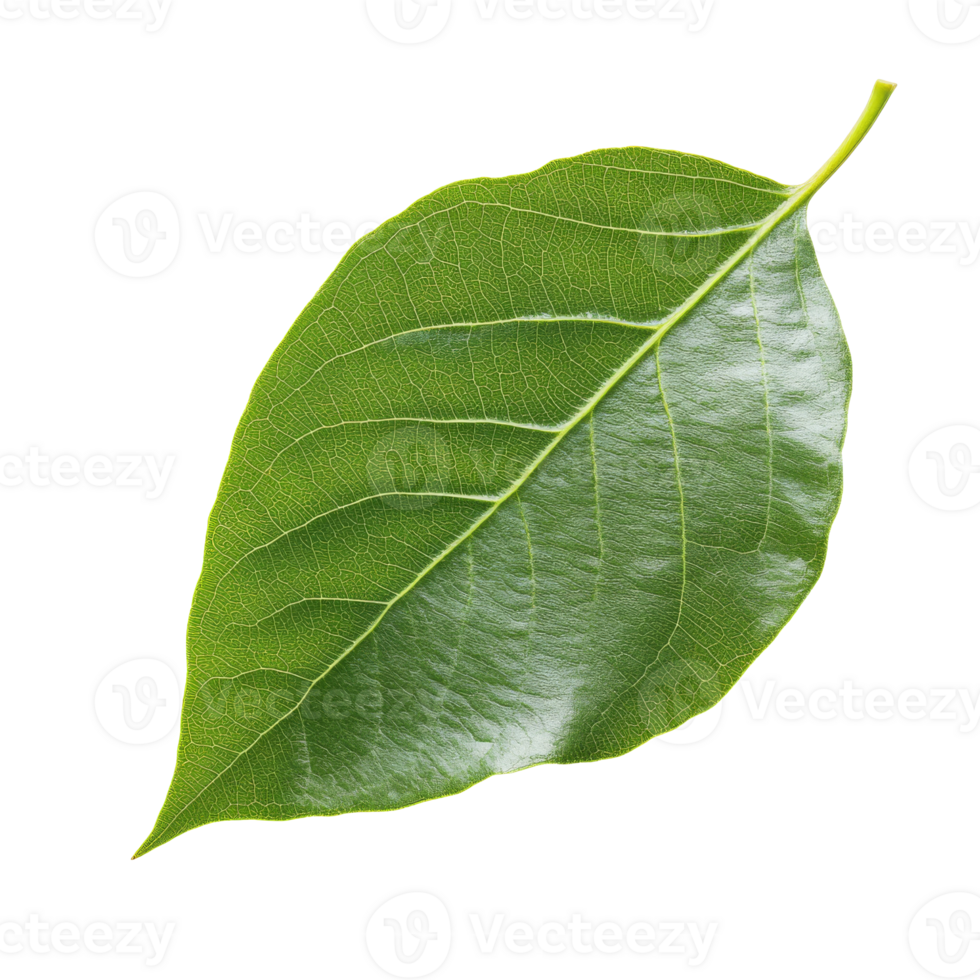 Vivid green leaf with textured veins, cut out transparent png