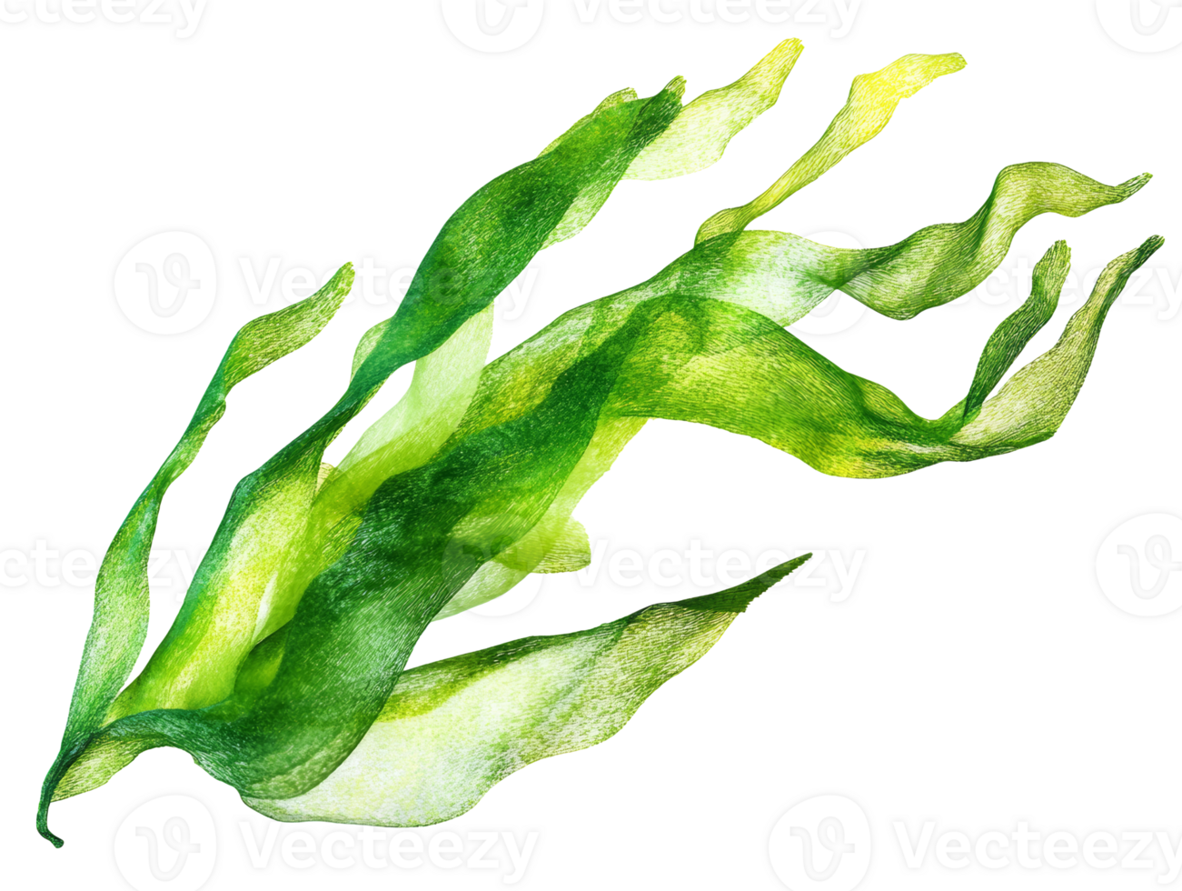 Colorful green seaweed floating in clear water, cut out transparent png