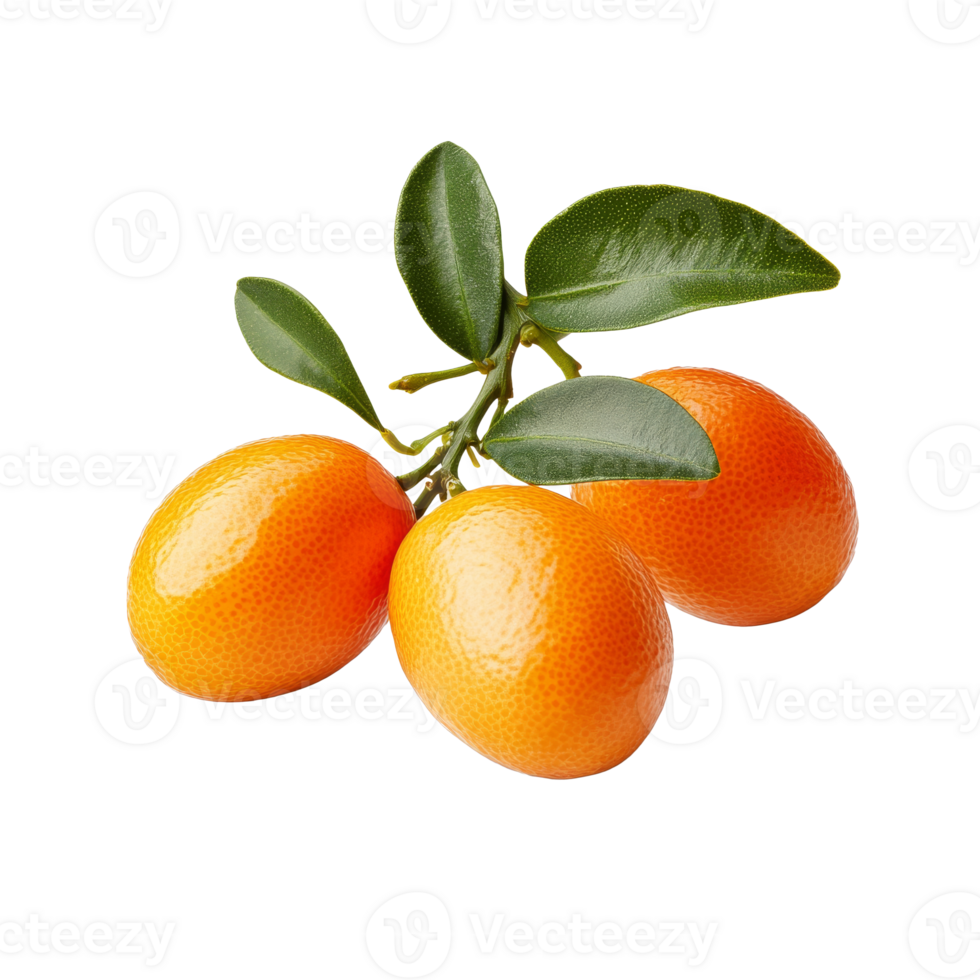 Mandarins with green leaves on white, cut out transparent png