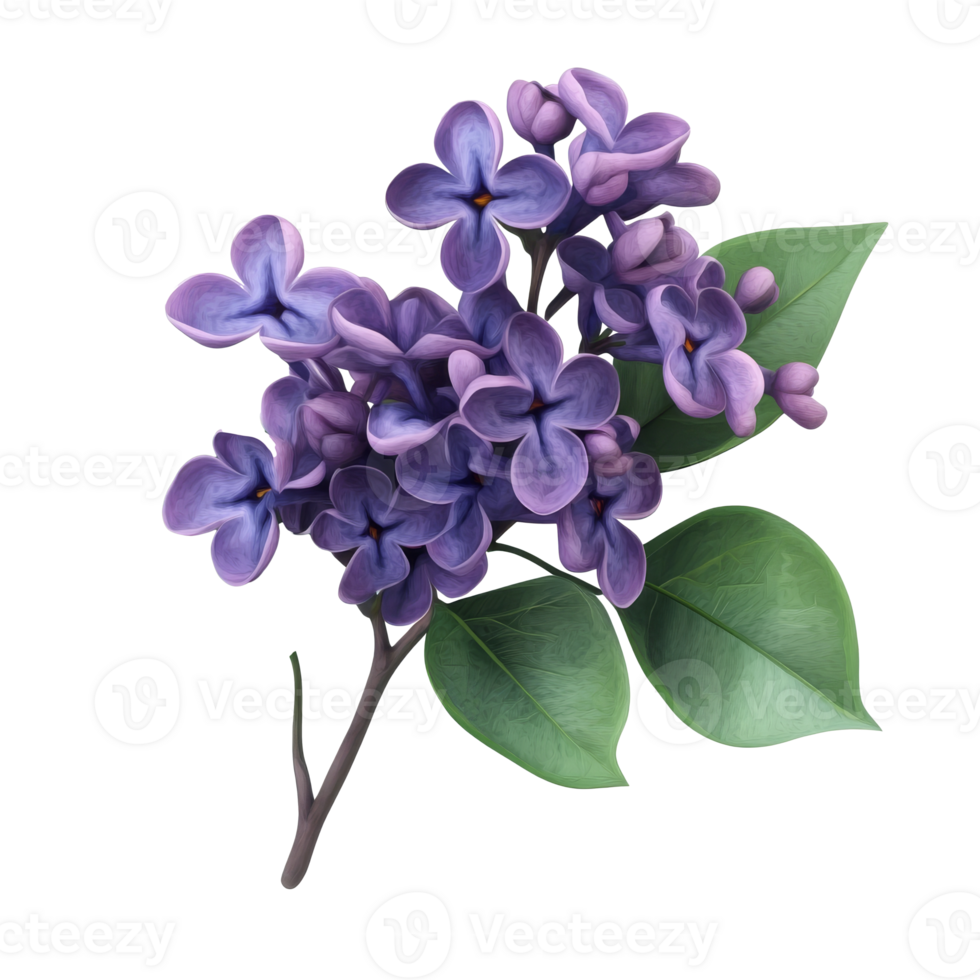 Beautiful lilac flowers with leaves in soft colors, cut out transparent png