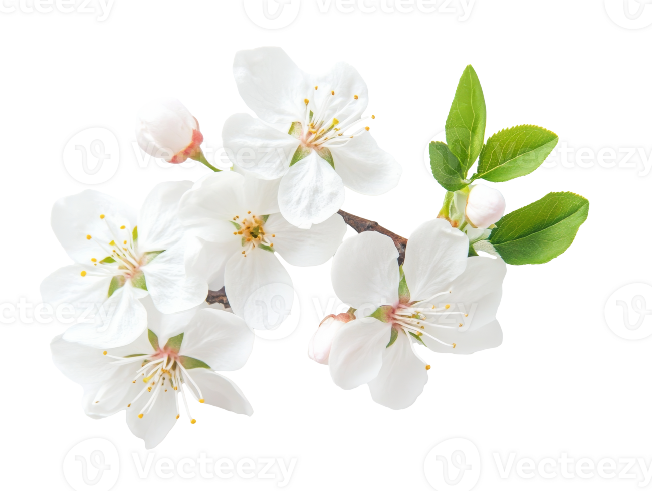 Delicate white cherry blossoms on a spring branch, cut out transparent png