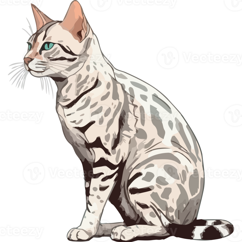 A cat with a white and black coat png