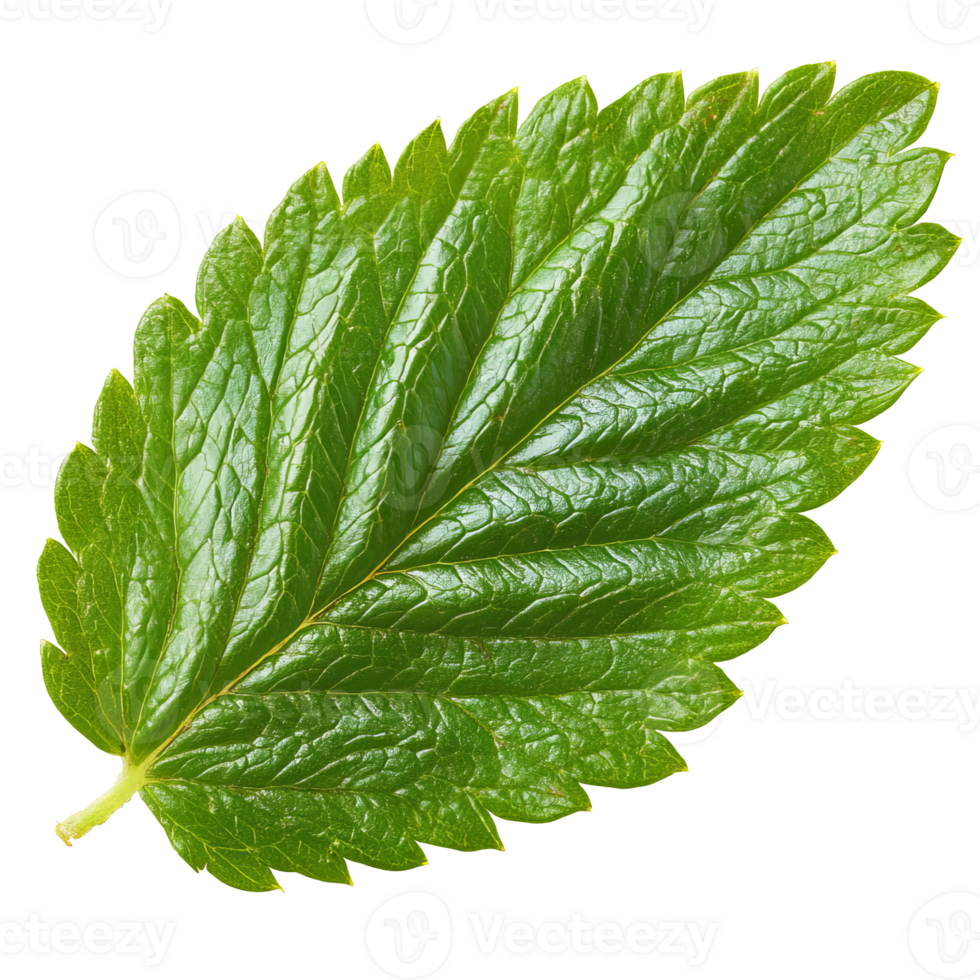 Green leaf on white background, cut out transparent png