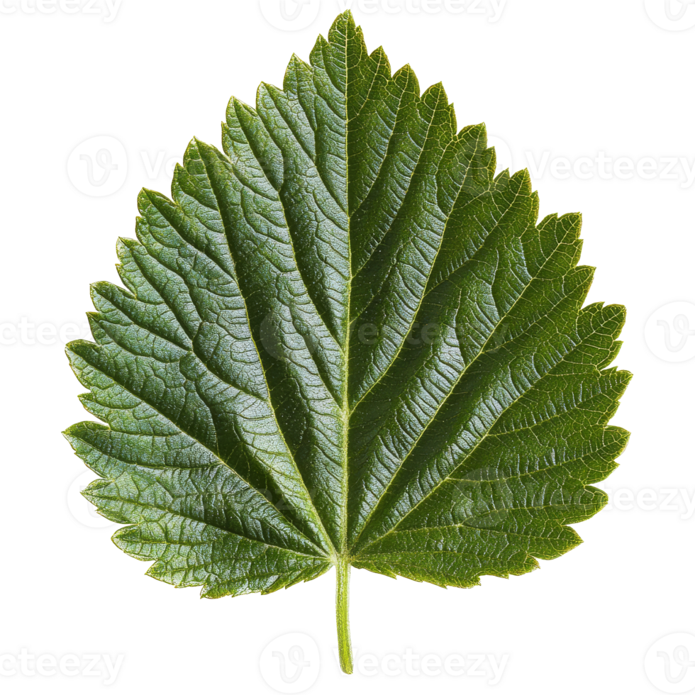 Textured green leaf on white background, cut out transparent png