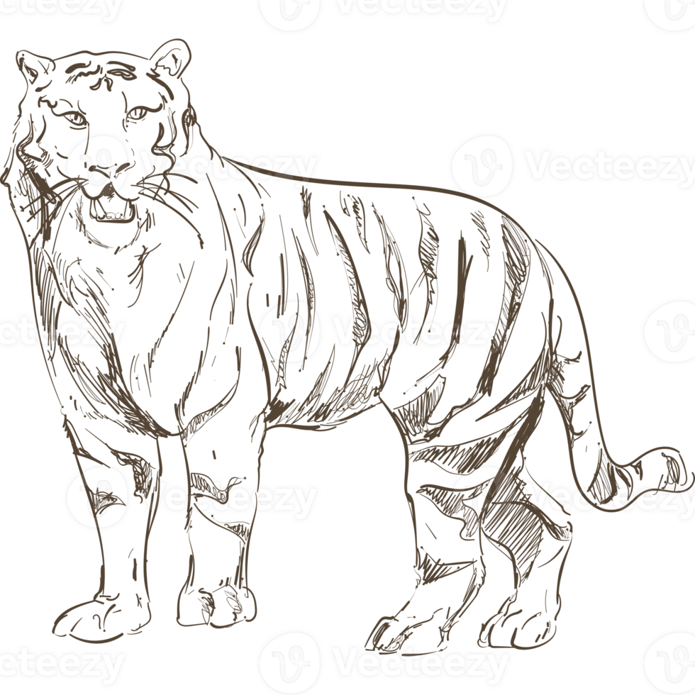 A tiger is standing in a black background png