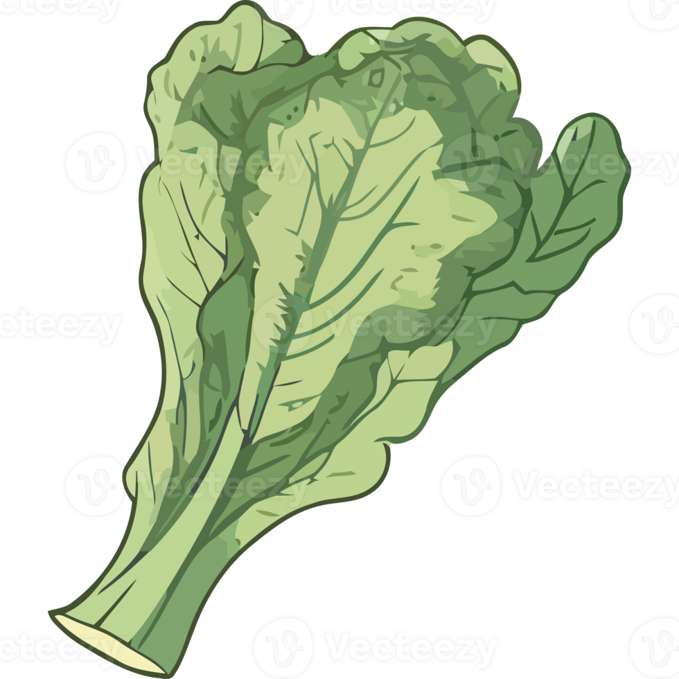 A green leafy vegetable is shown on a black background png