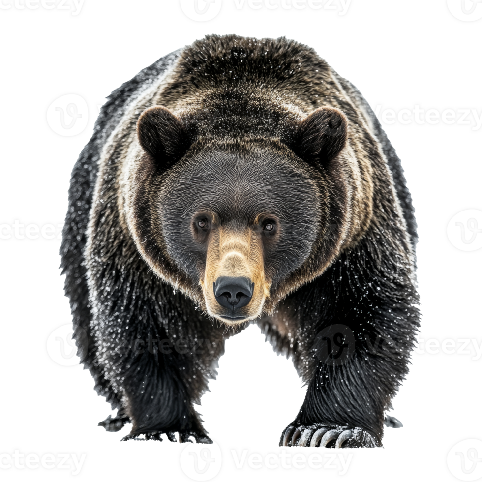 Wild grizzly bear walking through snowy terrain, cut out transparent png