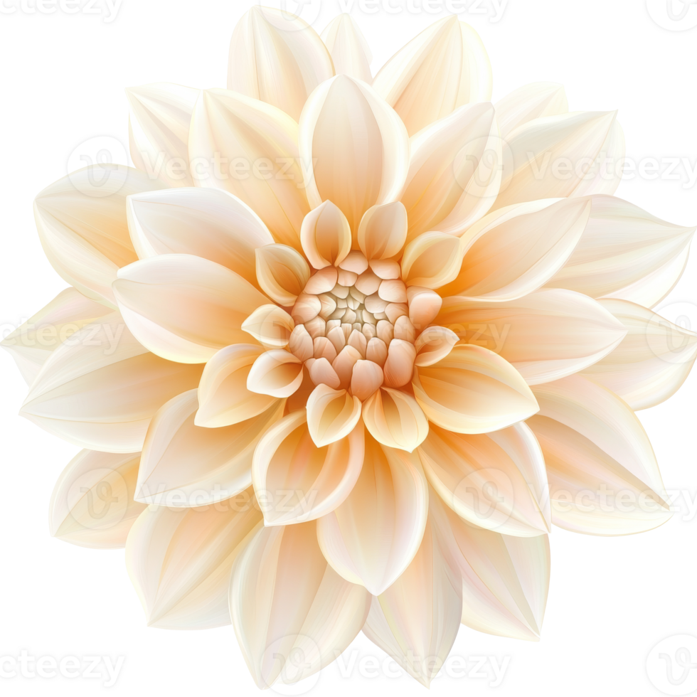 Blooming soft peach dahlia in spring, cut out transparent png