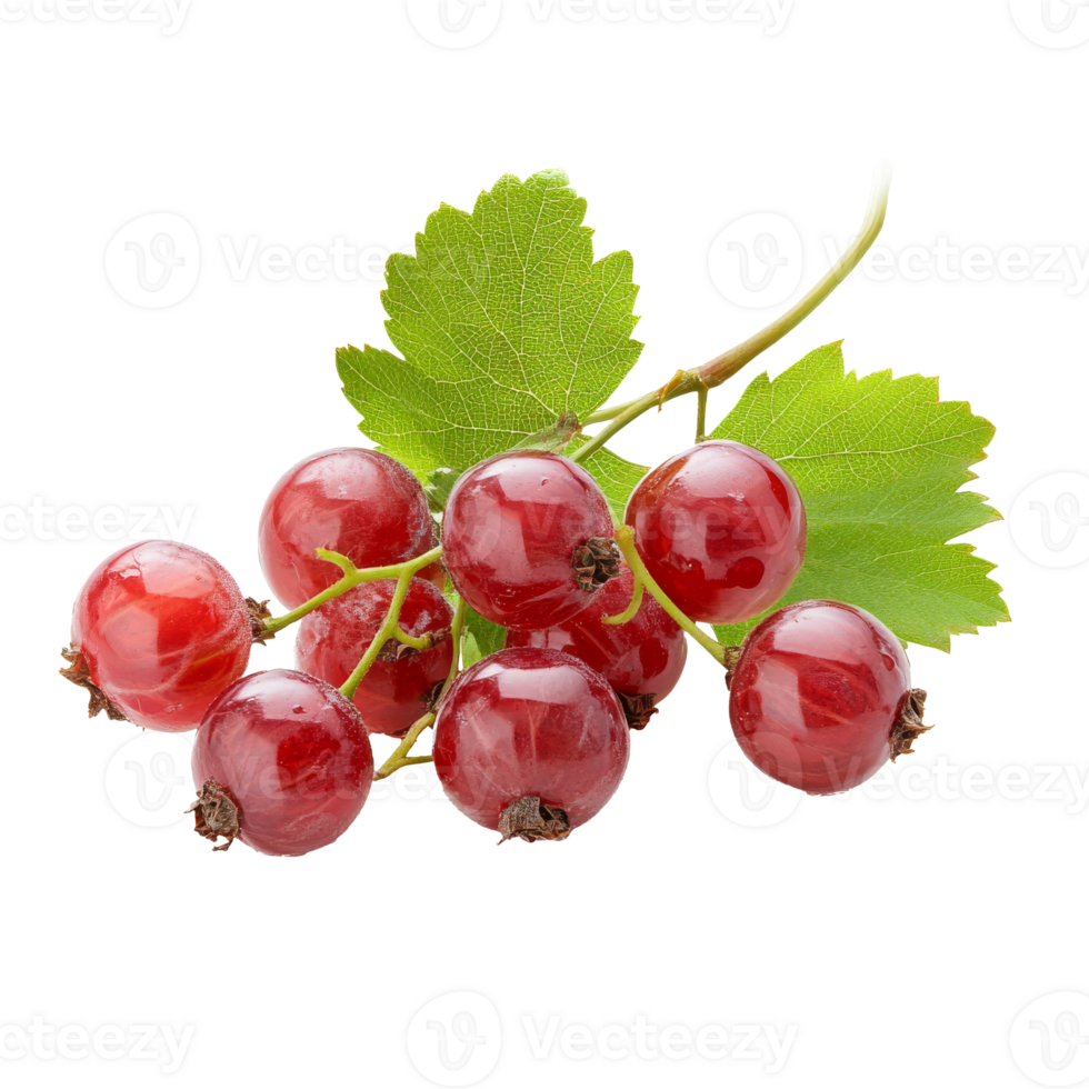 Fresh red currants on a green vine with leaves, cut out transparent png