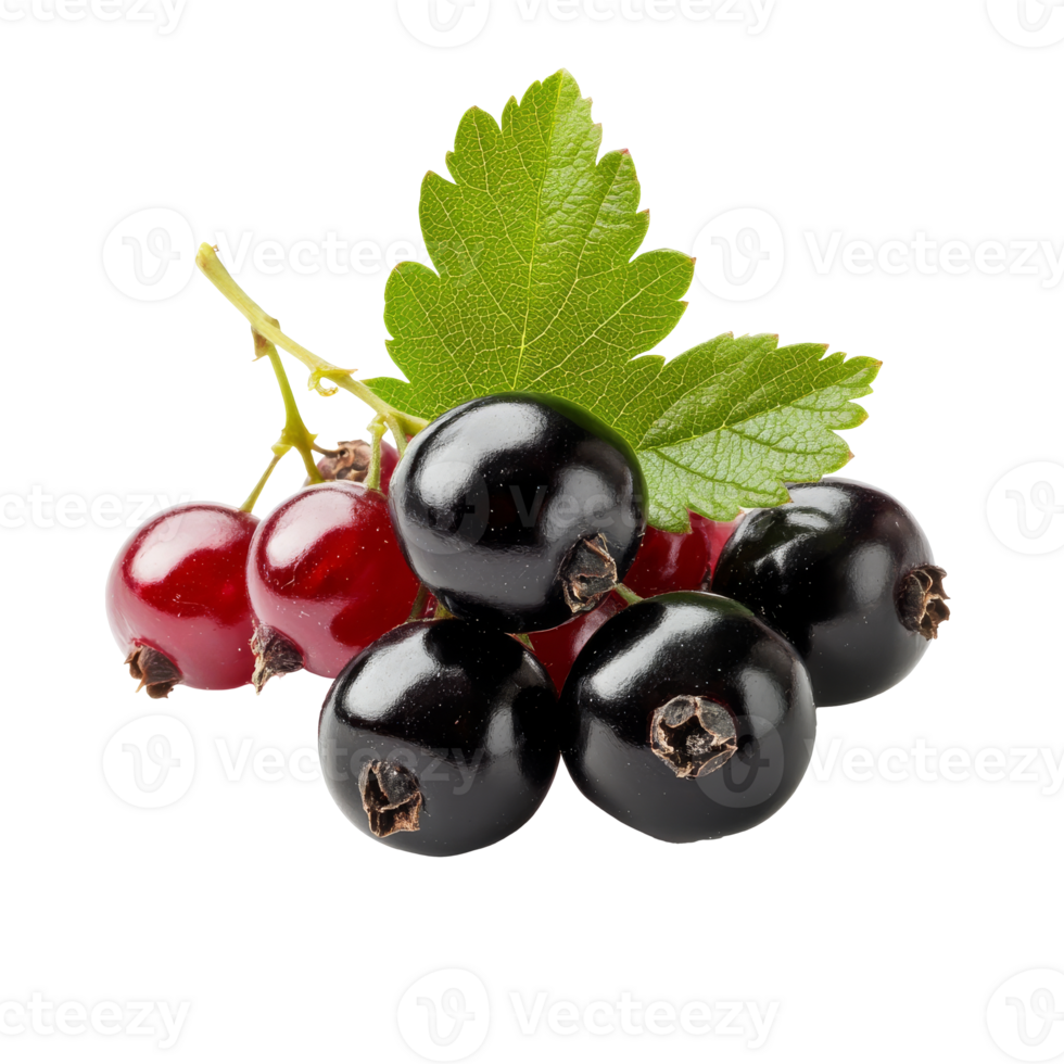 Fresh black and red currants on a white background, cut out transparent png