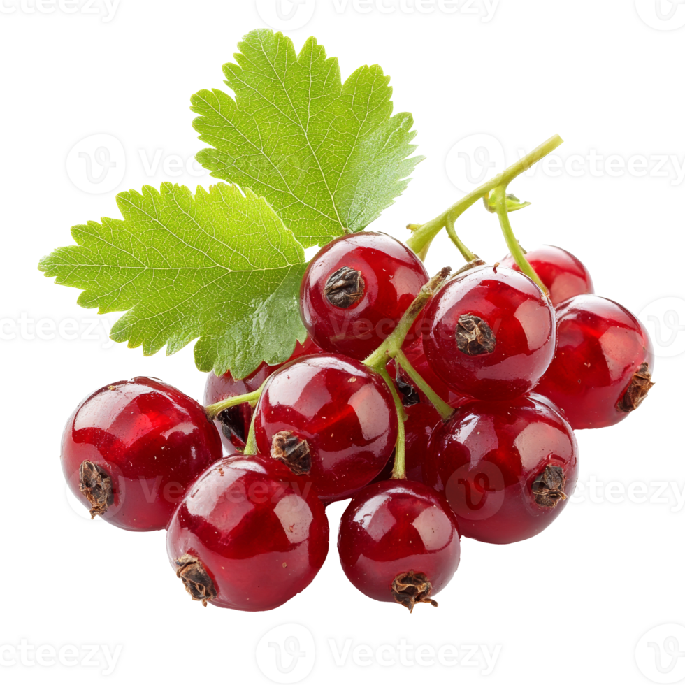 Fresh red currants with green leaves on display, cut out transparent png
