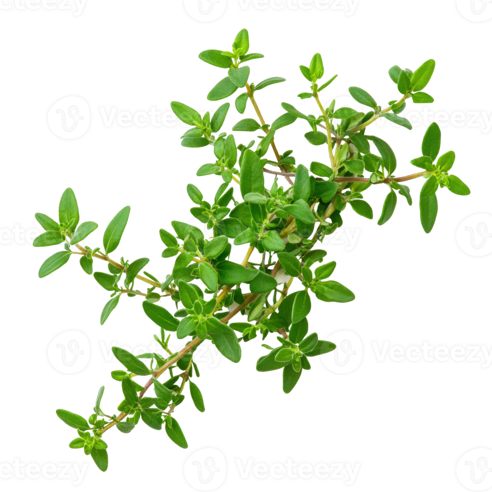 Vibrant green thyme sprig on display, cut out transparent png