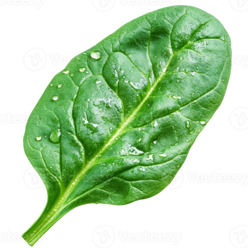 Fresh spinach leaf with water droplets on surface, cut out transparent png