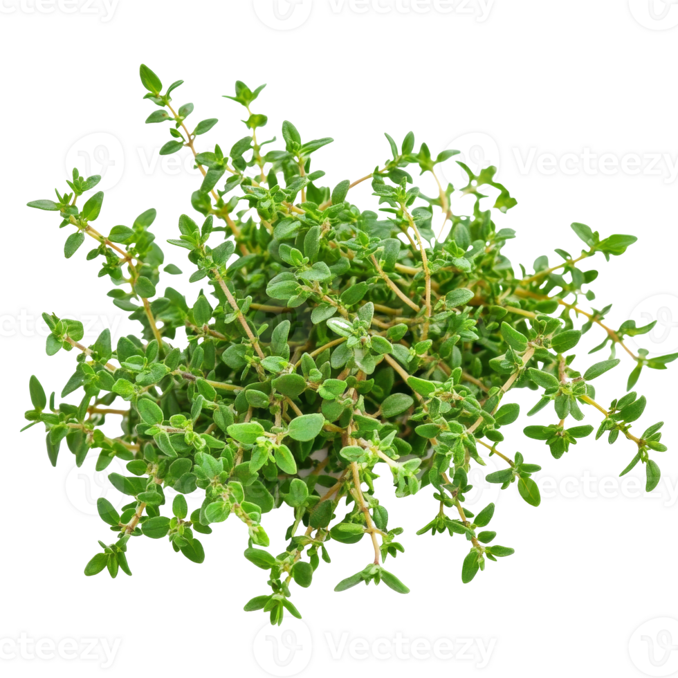 Fresh thyme sprigs on a white background, cut out transparent png