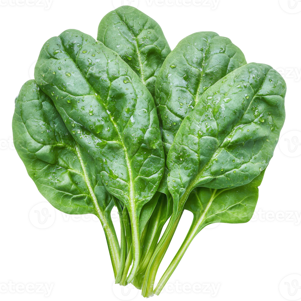Fresh spinach leaves harvested from the garden, cut out transparent png