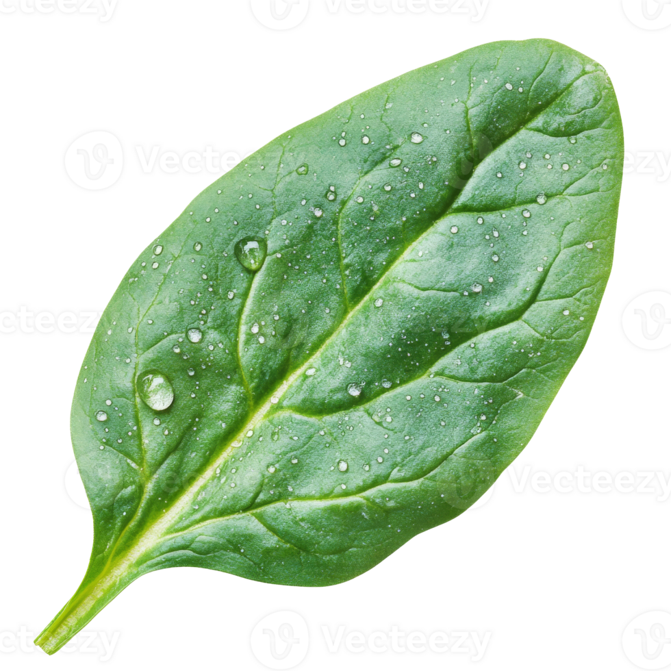 Fresh spinach leaf with dew drops in close-up view, cut out transparent png