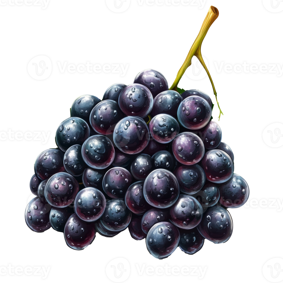 Freshly picked dark grapes on a white background, cut out transparent png