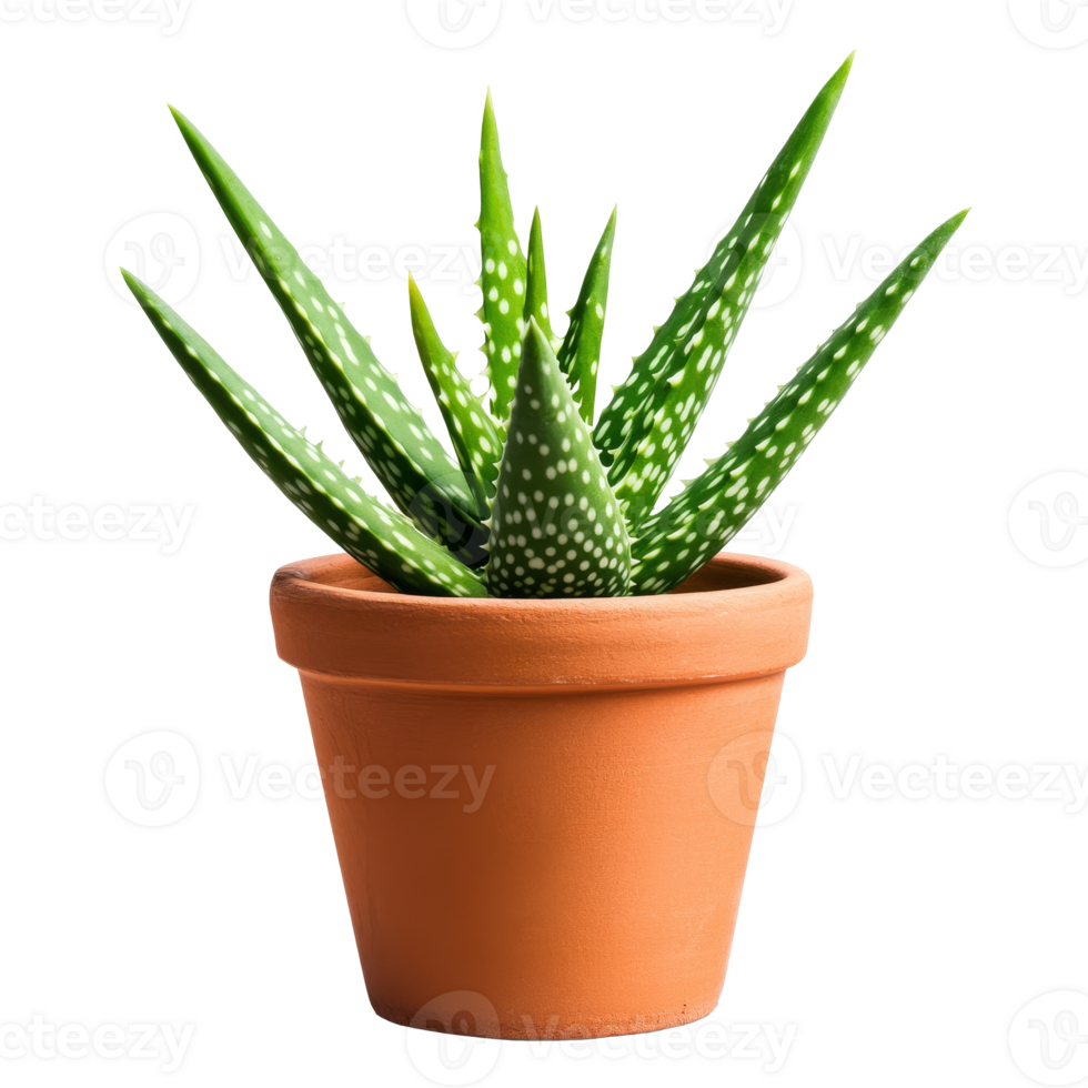 Indoor healthy aloe in terracotta pot, cut out transparent png