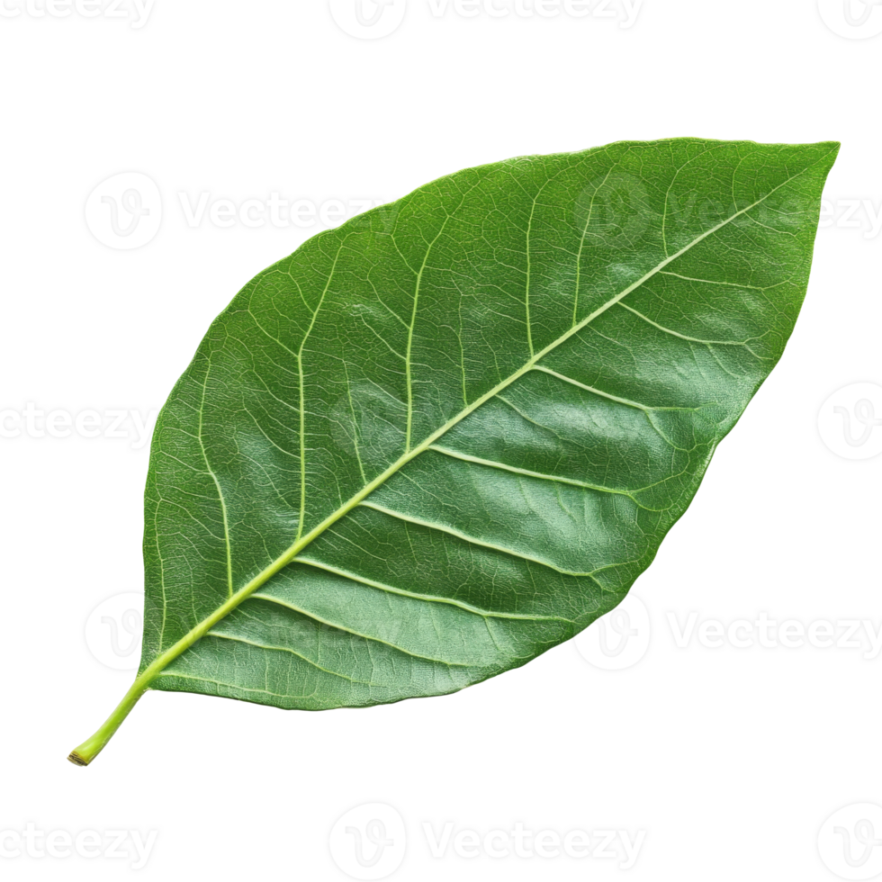 Fresh green bay leaf on a white background, cut out transparent png