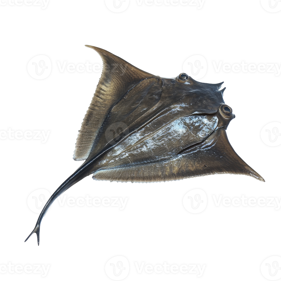 Unique species of ray showcasing its flat body, cut out transparent png